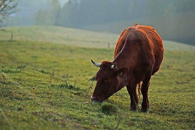 Die Klima-Kuh: So könnten Kühe gegen den Klimawandel helfen