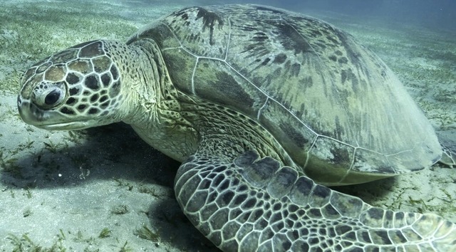 Eine grne Meeresschildkrte im Roten Meer von gypten  | Foto: Andrey Nekrasov (dpa)