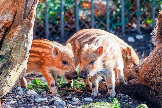 Drei junge Wildschweine erkunden im Basler Zoo die Welt
