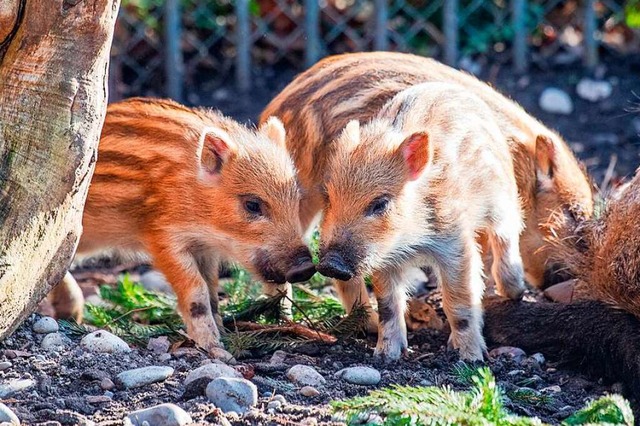 Drei Frischlinge sind im Basler Zoo geboren worden.  | Foto: Zoo Basel