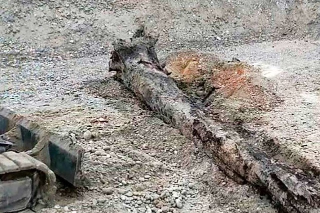Der Baumstamm in der Baugrube  | Foto: Privat