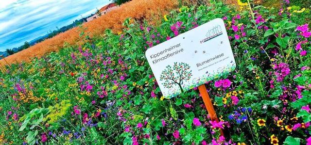 Eine Blumenwiese in Kippenheim mit Schild zur Klimaoffensive  | Foto: Silvia Schillinger-Teschner