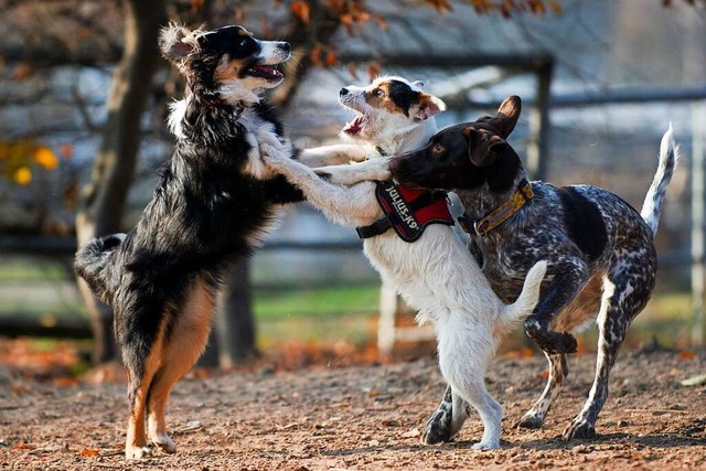 Auf der Hundewiese knnen Hunde ungezw...nander in Kontakt kommen. (Symbolbild)  | Foto: Friedrich Bungert