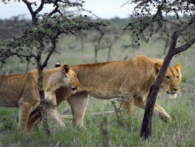Fehlen die Akazien, jagen die Lwen im...Schutzgebiet statt Zebras eher Bffel.  | Foto: Victoria Zero