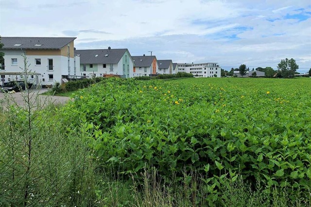 Die  Ackerflche vor Hirschmatten soll...ebetrieb und liegt nahe der Bahnlinie.  | Foto: Simone Hhl