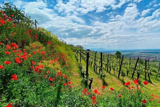 Weites Land im Kaiserstuhl bei Ihringen