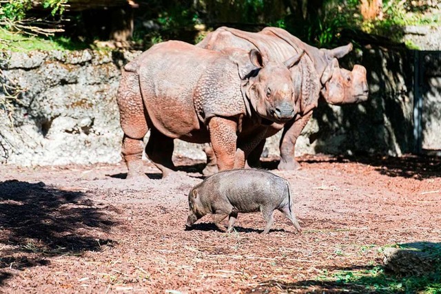 Im Basler Zolli hat ein Nashornbulle ein Pustelschwein gettet.  | Foto: Zoo Basel