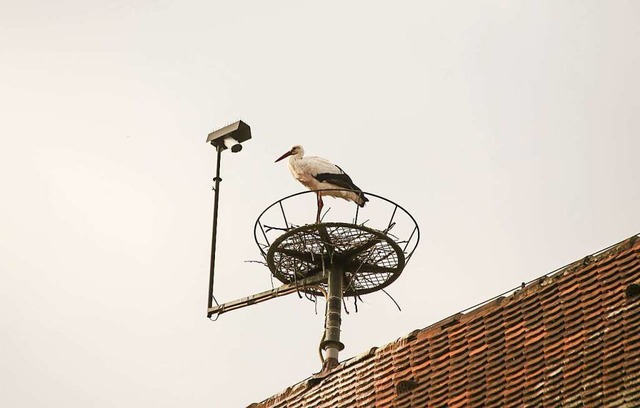 Der Storch auf dem Ettenheimer Rathaus  | Foto: Sandra Decoux