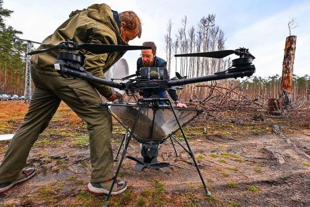Samen aus der Luft? Wie eine Drohne in Brandenburg Wäldern helfen soll