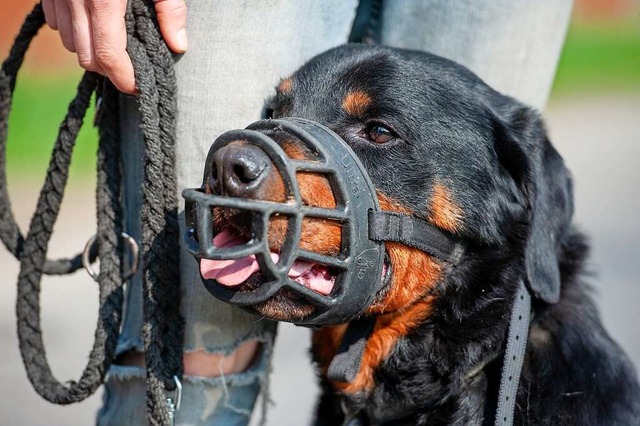 Vier Rottweiler haben Ende Januar eine 48-Jhrige durch Bisse schwer verletzt.  | Foto: Philipp Schulze/dpa