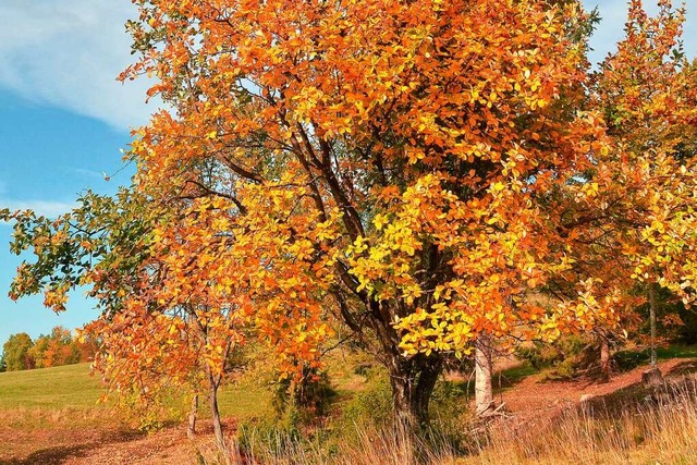Die Mehlbeere ist Baum des Jahres und ... Freiburg, zum Beispiel im Zastlertal.  | Foto: Jürgen Blümle