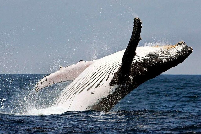 Es gibt auch eine gute Nachricht: Den Buckelwalen  geht es etwas besser.  | Foto: Jose Jacome (dpa)