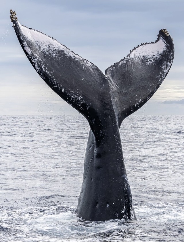Den Buckelwalen geht es wieder besser.  | Foto: LinedPhotography (stock.adobe.com)