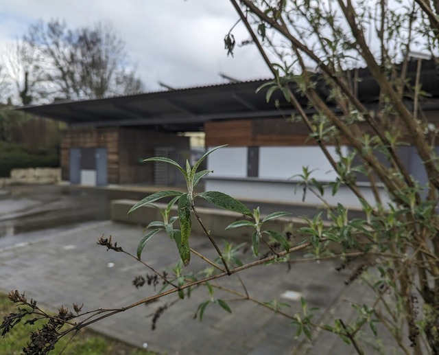 Erste Frhlingsboten vor dem Murger Freibad Murhena.   | Foto: Julia Becker