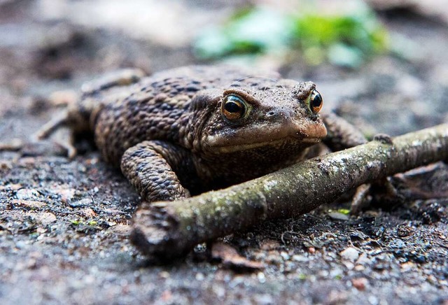 Die Krten sind frh unterwegs.  | Foto: Daniel Bockwoldt (dpa)