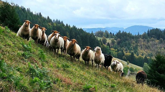 Schafe am Belchen  | Foto: Gerald Nill
