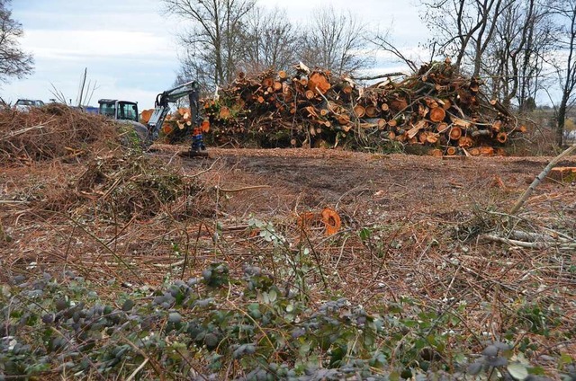 Das Foto vom 9. Februar zeigt sogar sc... B3 bei Emmendingen Bume gefllt hat.  | Foto: Michael Strter