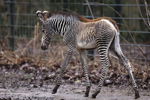 Seltenes Zebra im Nürnberger Zoo geboren