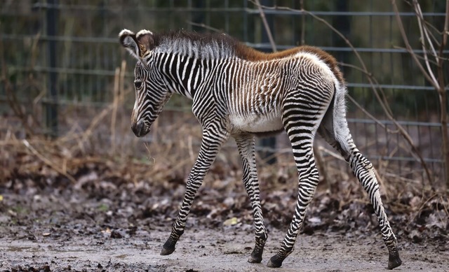 Das fast ein Monate alte Zebra-Baby Lumi macht einen Spaziergang im Gehege.  | Foto: Daniel Lb (dpa)