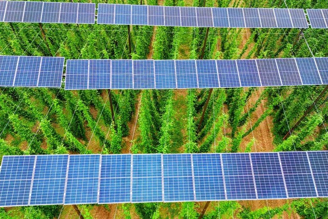 Auf rund sechs Meter Hhe sind Solarpanels ber einem Hopfenfeld angebracht.  | Foto: Armin Weigel (dpa)