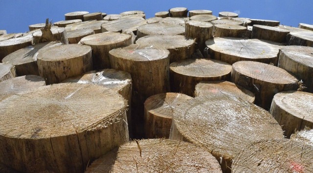 4066 Festmeter Holz wurden 2023 im Huserner Gemeindewald geerntet.  | Foto: Sebastian Barthmes