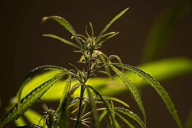 In Sachen  Legalisierung von Cannabis ...seum) gehen die Meinungen auseinander.  | Foto: Sebastian Gollnow