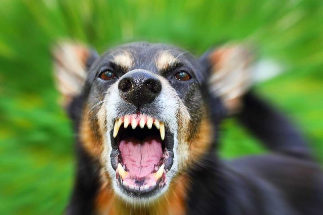 Warum beien manche Hunde und wie sch...Diese Fragen beantwortet Clemens Saur.  | Foto: tverkhovinets  (stock.adobe.com)