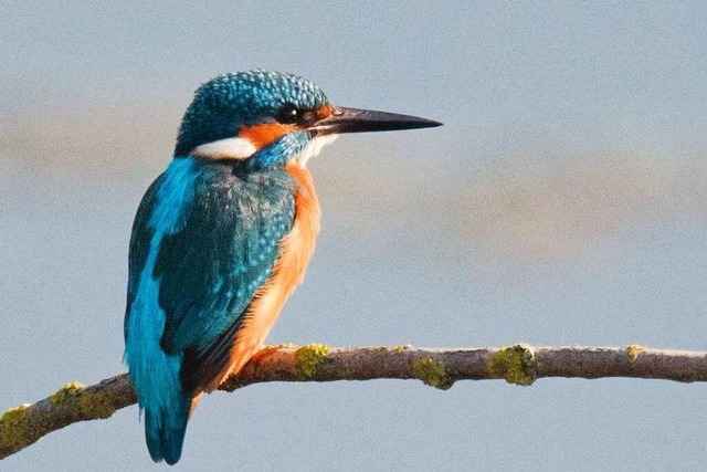 Fotos: Diese Tiere und Pflanzen stecken hinter Freiburgs neuen Dietenbach-Stra�ennamen