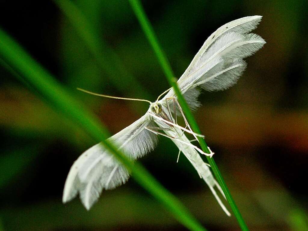 Ein Schmetterling ist ebenfalls mit an Bord: Das Federgeistchen.