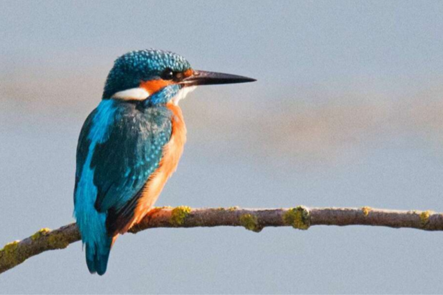 Tierische neue Stra�ennamen