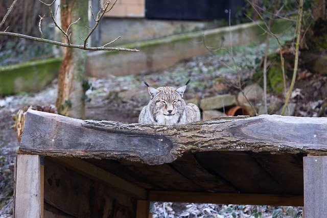 Noch mde: Luchs im Gehege  | Foto: Patrik Mller