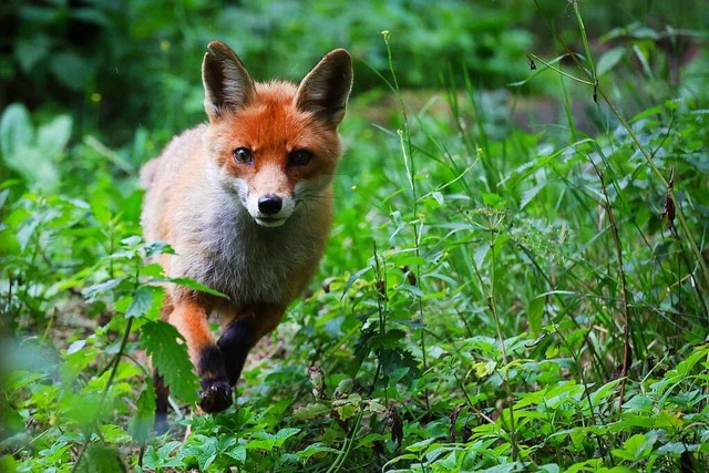 Infizierte Fchse knnen Hunde und Menschen mit Rude anstecken.  | Foto: Christian Charisius (dpa)