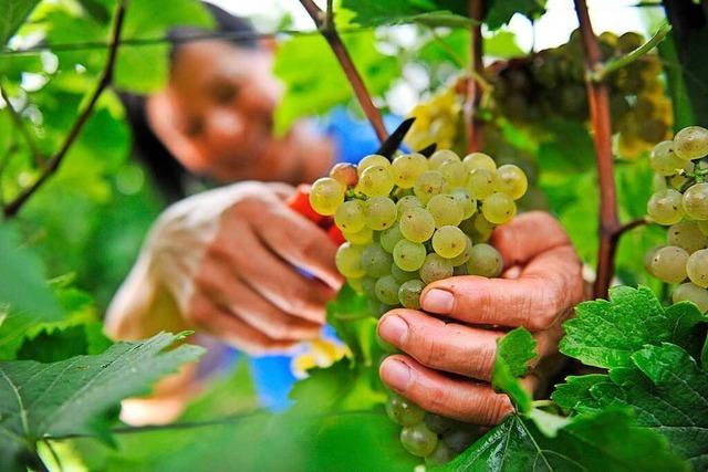 Pilzresistente Reben und Cuves als Chance fr den Weinbau am Kaiserstuhl