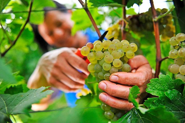 Eine Winzerin erntet eine Traube der S... Freiburger Weinbauinstitut gezchtet.  | Foto: Marc Tirl (dpa)