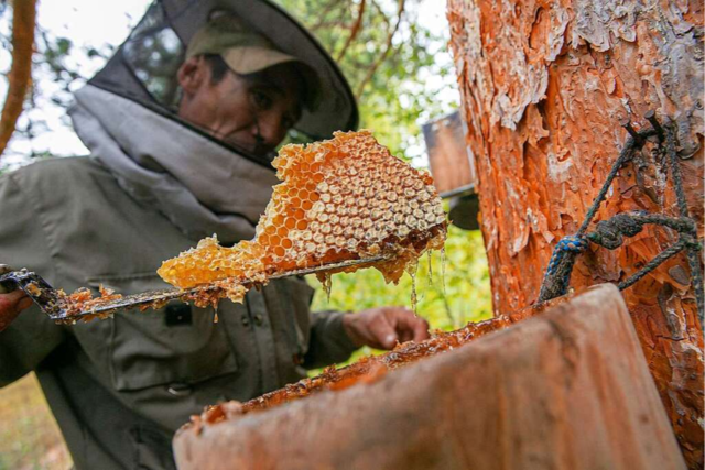 Waldimker ernten Honig aus Bäumen - diese besondere Art der Imkerei ist in Europa selten