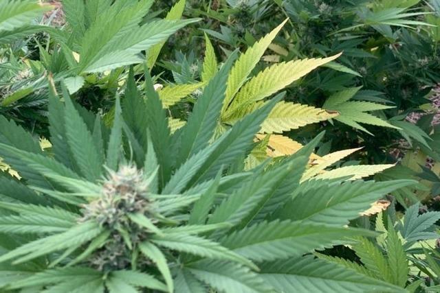 Ein Gemüsehändler aus Bötzingen setzt auf Cannabis-Anbau – ganz ohne Rausch