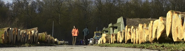 Stattliche Baumstmme aus dem Stadtwal...ind beim frheren Muni-Depot gelagert.  | Foto: Helmut Seller