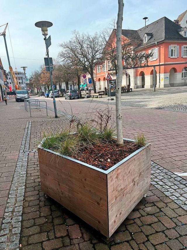 In einigen Kbeln fehlen  jetzt Bume.  | Foto: Sarah Trinler