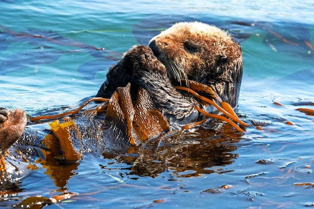 Schlau! Ein Otter hat sich in Seetang ...damit er beim Schlafen nicht abtreibt.  | Foto: Kara Capaldo (stock.adobe.com)