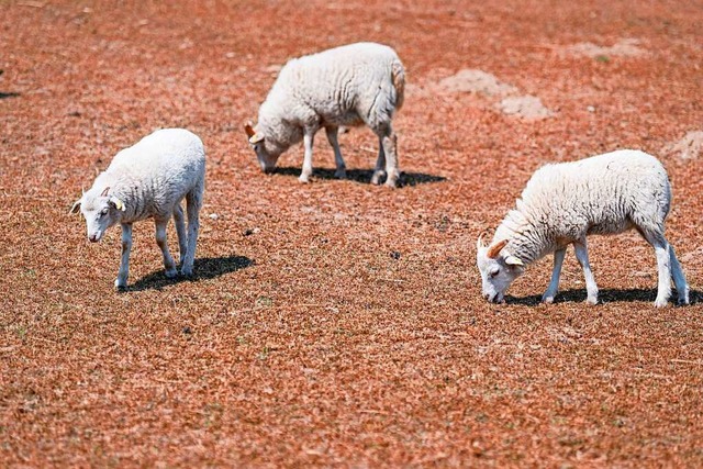 Schafe laufen ber einen ausgetrockneten Boden in Brandenburg.  | Foto: Fabian Sommer (dpa)