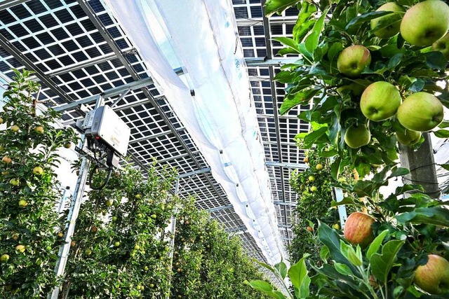 Das Foto zeigt eine Solaranlage ber Apfelbumen (Symbolbild).  | Foto: Felix Kstle (dpa)