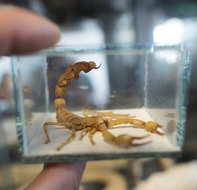 Ein konservierter Skorpion ist kein geeignetes Souvenir.  | Foto: Federico Gambarini (dpa)