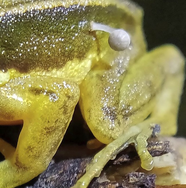 Frosch mit Pilz  | Foto: LOHIT Y.T (dpa)