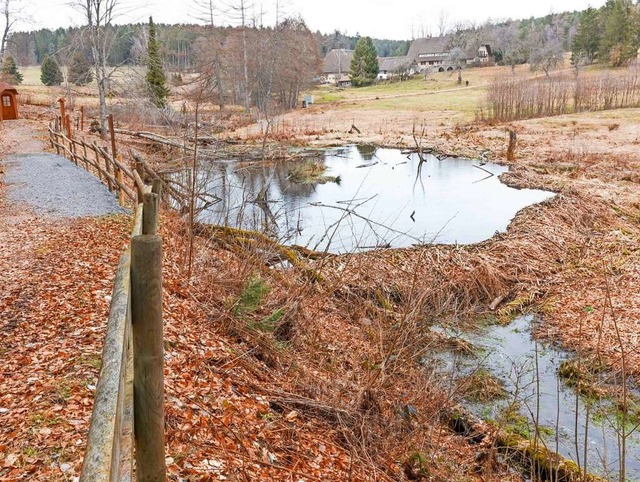 Das Biberland Grafenhausen neben dem W...Schlücht unterhalb des Schlüchtseehofs | Foto: Wilfried Dieckmann Das Biberland Grafenhausen neben dem W...Schlücht unterhalb des Schlüchtseehofs | Foto: Wilfried Dieckmann