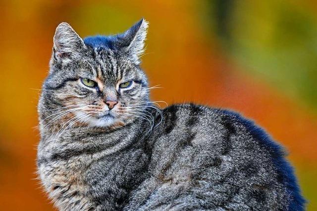 Katze in Baden-Baden geqult – Peta vermutet Serientter