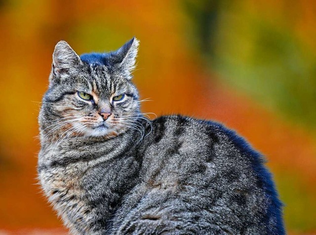 Wer kann einem solchen Tier etwas Bses antun?  | Foto: Patrick Pleul (dpa)