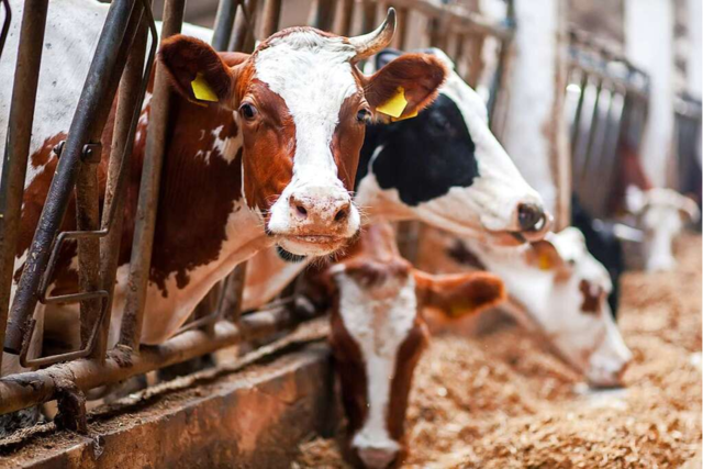 Warum Baden-Württemberg seine Milchbauern verliert