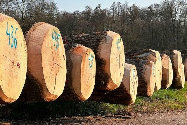 Stattliche Stmme unterm Hammer: Holzauktion im Offenburger Stadtwald