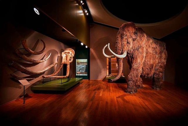 Gigantische Stozhne waren die Marken...die Mammutnachbildung bestaunt werden.  | Foto: Gregor Brndli 