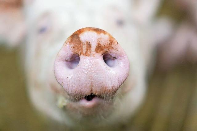 Die Liebe zu Schweinefleisch nimmt in China sonderbare Formen an